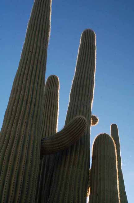 Saguaro Cactus in the Saguaro National Park, West